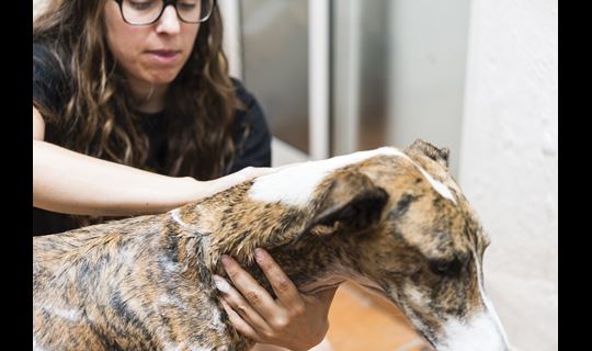 dog bath groomer
